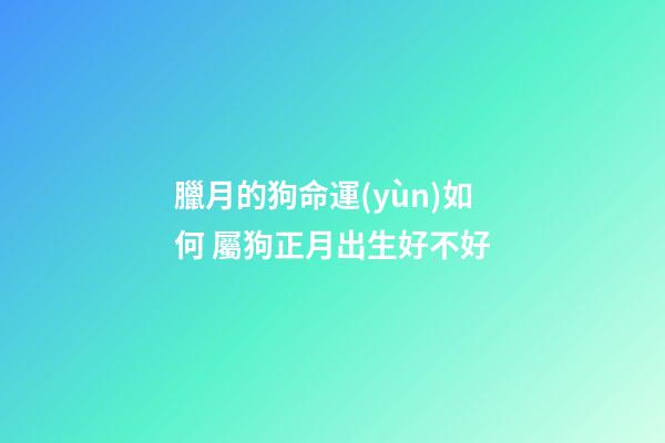 臘月的狗命運(yùn)如何 屬狗正月出生好不好